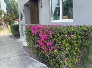 Bush Trimming by Micheal Simmons for Abby B. in Sarasota, FL