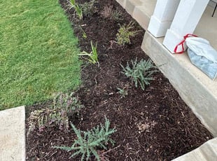 Weeding by Landon Fuller for Ajay L. in Kyle, TX