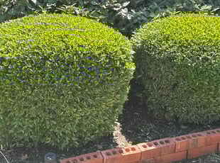 Bush Trimming by Rosa Valencia for Carlos H. in Frisco, TX