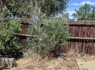 Bush Trimming by Trent Young for Jessica M. in Thornton, CO