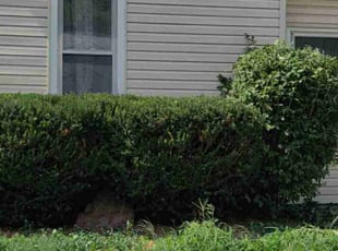 Bush Trimming by Javis Hogan for Nicholas B. in Council Bluffs, IA