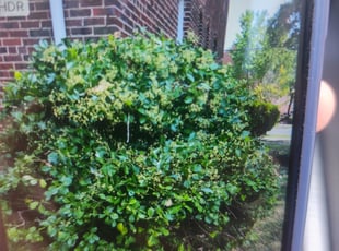 Bush Trimming by Allan Roberts for Blayther S. in Washington, DC