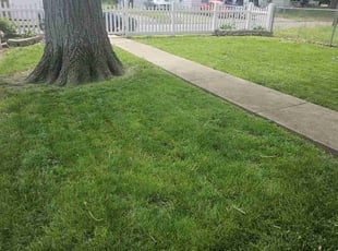 Michael W.'s Lawn Mowing service result