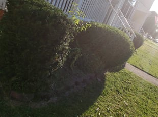 Bush Trimming by Ryan Harrison for CHRYSTAL E. in Richmond, VA