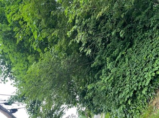 Bush Trimming by Brian Corchado-Martinez for Roxana S. in Wyncote, PA