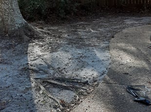Leaf Removal by Alan Hollis for Sharissa W. in Tallahassee, FL