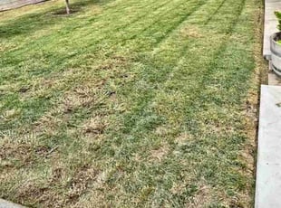 Sonja S.'s Yard Cutting service result