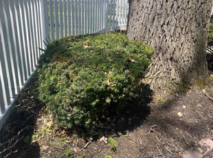 Bush Trimming by Eduardo Loza for Stephon P. in Joliet, IL
