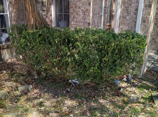 Bush Trimming by Gregorio Castruita for Casey F. in Pasadena, TX