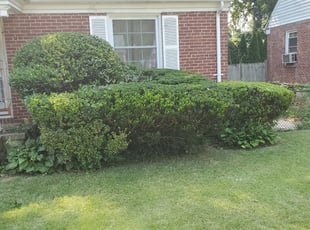 Bush Trimming by Nick Ward for Renard S. in Baltimore, MD