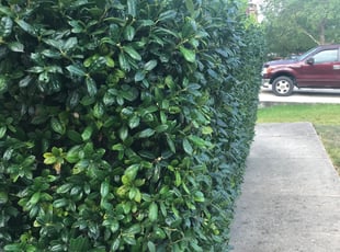 Bush Trimming by Mac Carrillo for Kelyn B. in Cibolo, TX