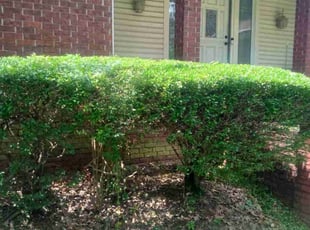 Bush Trimming by Karushoun Kelly for Janine K. in Sherwood, AR