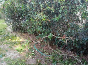 Bush Trimming by Marvel Carmichael for DEANNA S. in Apopka, FL