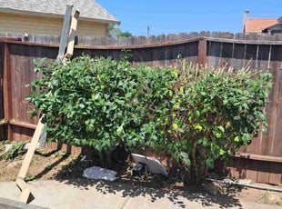 Bush Trimming by Roy Young for Charles S. in Sacramento, CA