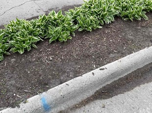 Weeding by Kenneth Walton for Kevin G. in Minneapolis, MN