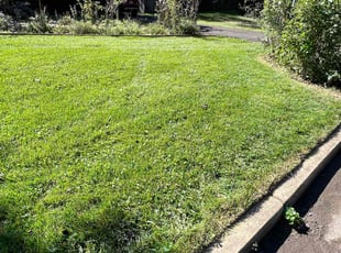 Emmett W.'s Lawn Mowing service result