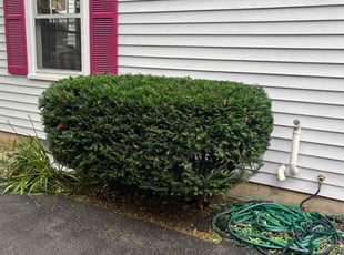Bush Trimming by Jose Sanchez for Martin F. in Aurora, IL