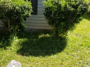 Bush Trimming by John Williams for Alex M. in Charlotte, NC