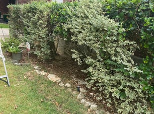 Bush Trimming by Jose Escobedo for April A. in San Antonio, TX