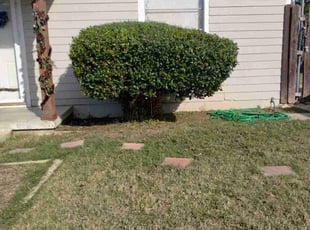 Bush Trimming by Emma Perales for Shondra W. in Fort Worth, TX