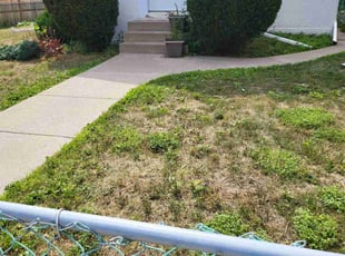 Bush Trimming by Albert Briscoe for Sherman P. in Minneapolis, MN