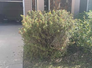 Bush Trimming by Matthew Smith for Michael B. in Colorado Springs, CO