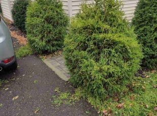 Bush Trimming by Matthew Spinelli for corey h. in Stratford, CT
