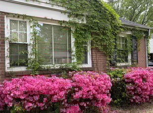 Bush Trimming by Brandon Munz for KAREN M. in Petersburg, VA