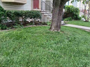 Bush Trimming by Dan Hume for Ashley W. in Beltsville, MD