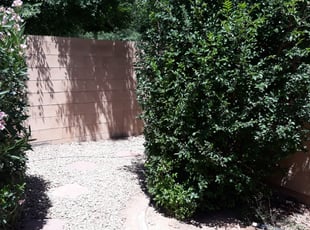 Bush Trimming by Raul Blanco for Austin F. in Gilbert, AZ