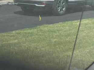 Clarence T.'s Lawn Mowing service result