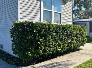 Bush Trimming by Raymond Rivera for Terry S. in Kissimmee, FL