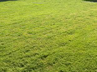 Chad S.'s Lawn Mowing service result