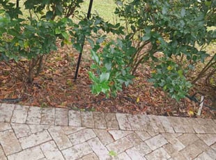 Teresita F.'s Flower Bed Weeding service result