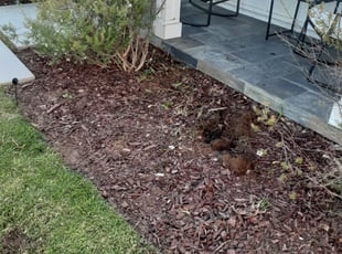 Landscaping by Adrian Gonzalez for Diane M. in Los Angeles, CA