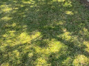John F.'s Lawn Mowing service result