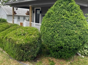 Bush Trimming by Michael Snock for Chris B. in Broomall, PA