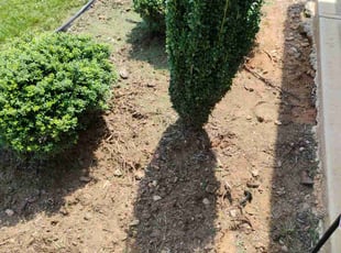 Weeding by Kyle Bryant for Shanel C. in Moore, SC