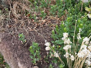 Weeding by Alma Bonar for Kyle R. in Herriman, UT