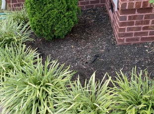 Weeding by Willie Mullins for Amber G. in Chesapeake, VA