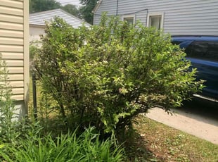 Bush Trimming by Japheus Sanders for Leanne N. in Royal Oak, MI