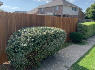 Bush Trimming by Jody McCluksey for Alicia M. in McKinney, TX