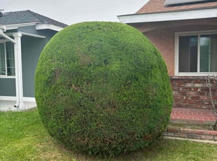 Bush Trimming by Fernando Gomez Rodriguez for Reginald G. in Inglewood, CA