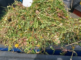 Weeding by Jeffery Hartupee for Christopher F. in Kansas City, MO