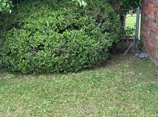 Bush Trimming by Rosa Valencia for Bradley D. in Allen, TX