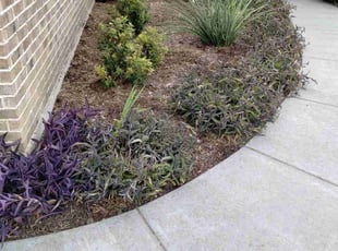 Weeding by Emma Perales for Karla D. in Fort Worth, TX