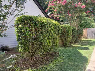 Olga M.'s Bush Trimming service result