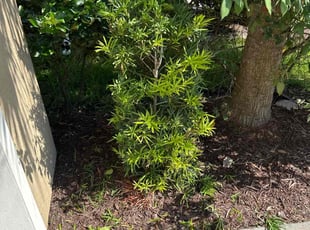 Bush Trimming by Larz Pugh-hall for Jay M. in Sarasota, FL