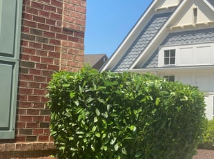 Bush Trimming by Jonathan Villatoro for Kirsten T. in Gaithersburg, MD