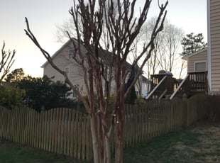 Leaf Removal by Chris Thomas for Warren R. in Midlothian, VA